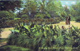 <b>1909 Postcard of Forrest Park</b>